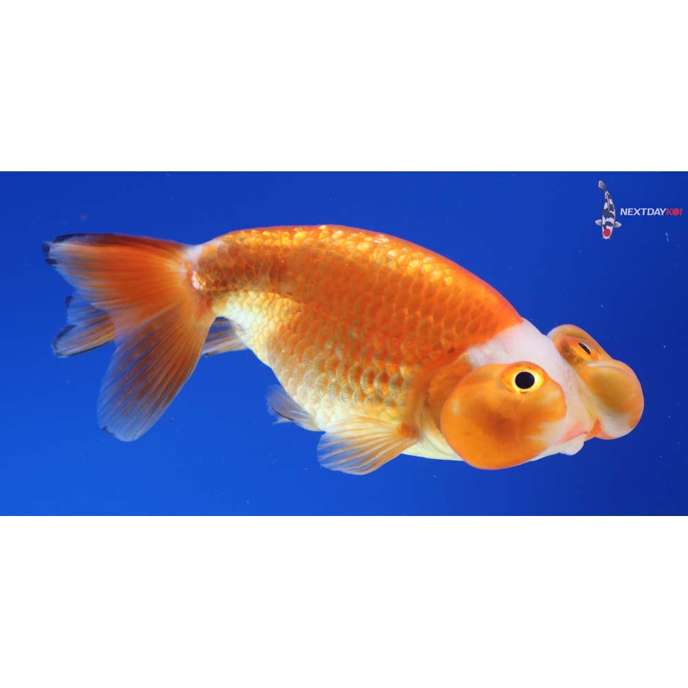 3.5” Imported Red and White Bubble Eye