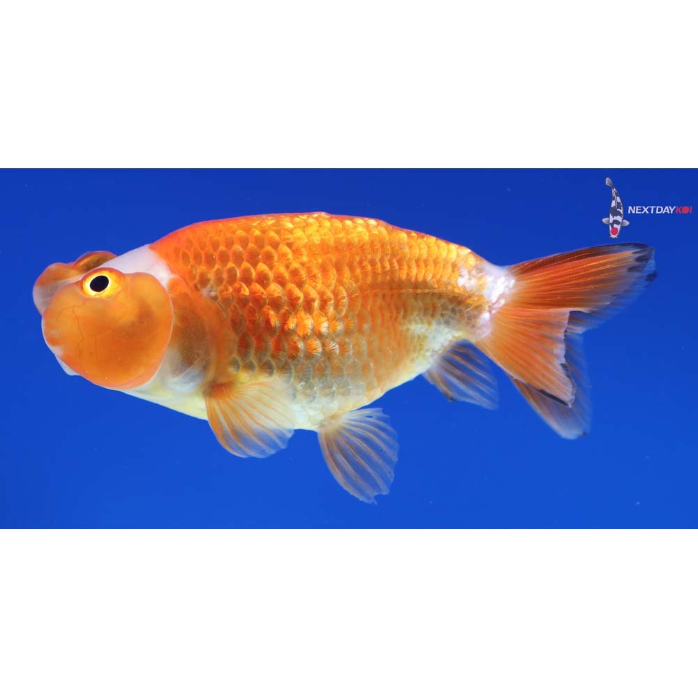 3.5” Imported Red and White Bubble Eye