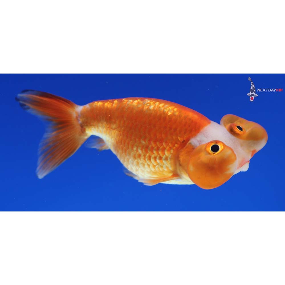 3.5” Imported Red and White Bubble Eye