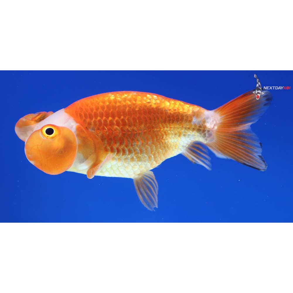 3.5” Imported Red and White Bubble Eye