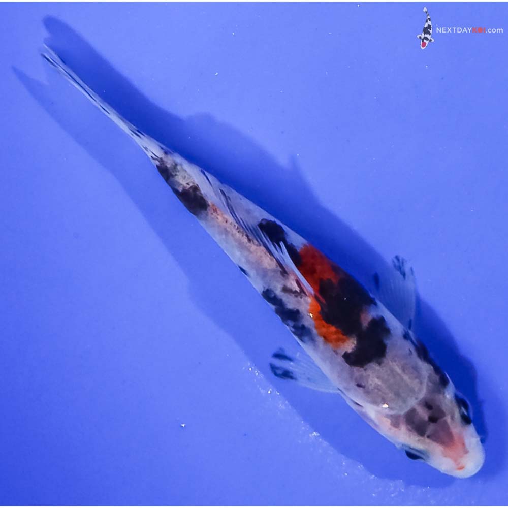 3.5” Imported Sanke