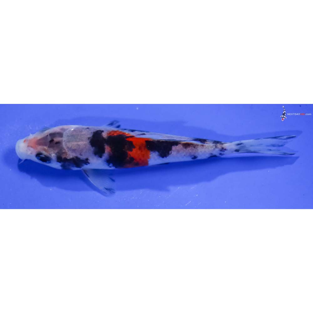 3.5” Imported Sanke