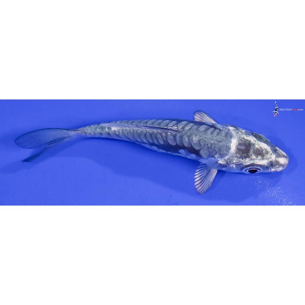 3.5” Imported Kikokuryu