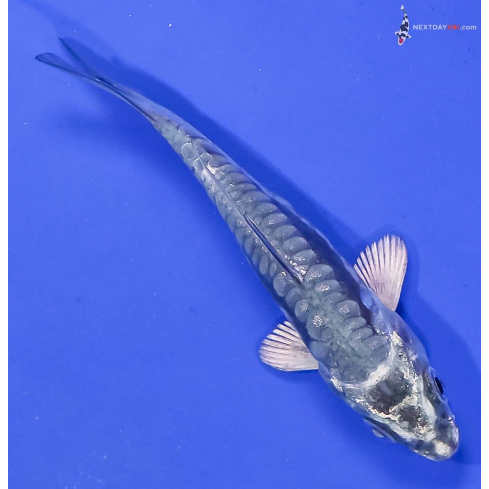 3.5” Imported Kikokuryu