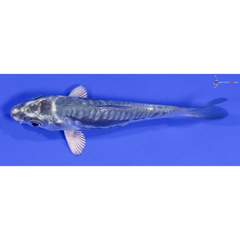 3.5” Imported Kikokuryu