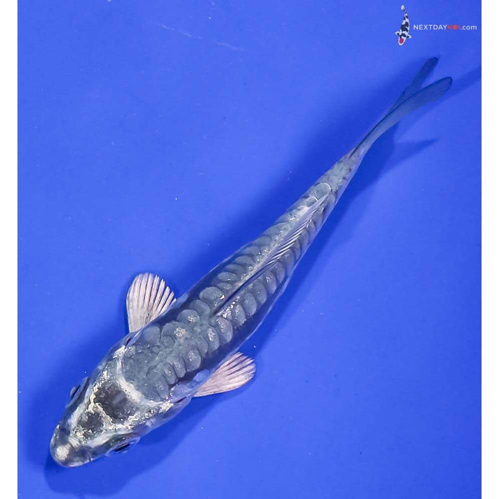 3.5” Imported Kikokuryu