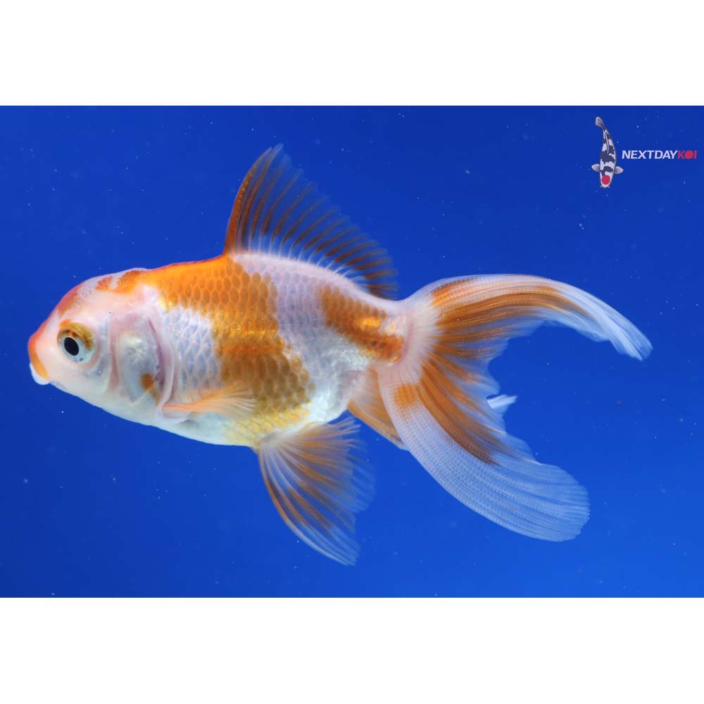 3.5” Imported Red and White Oranda