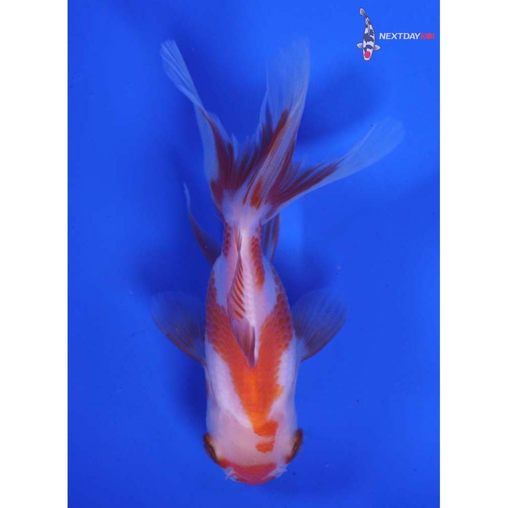 3.5” Imported Red and White Oranda