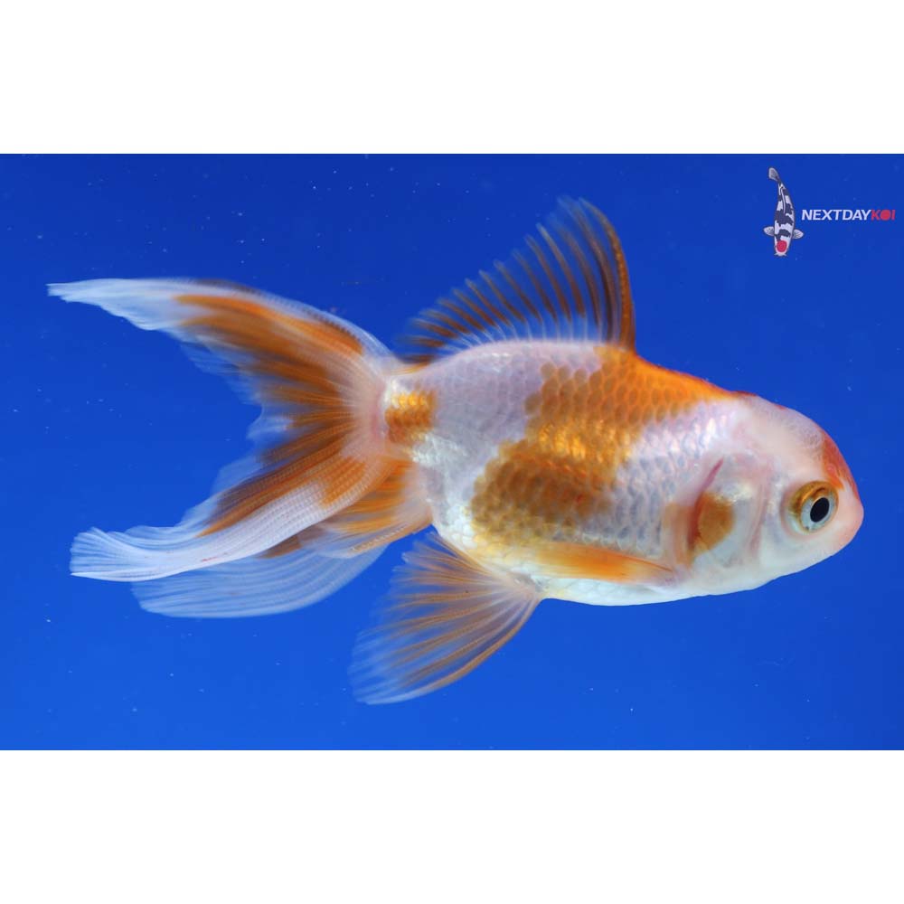 3.5” Imported Red and White Oranda