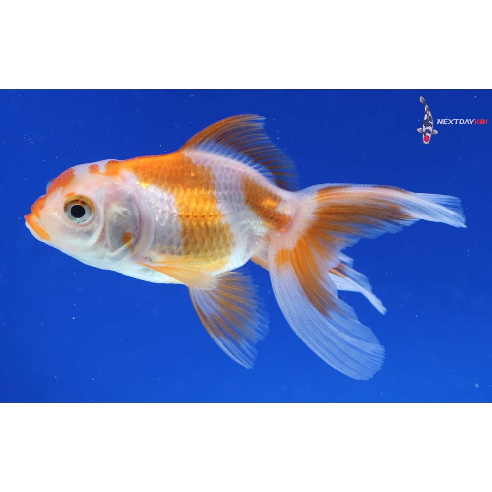 3.5” Imported Red and White Oranda