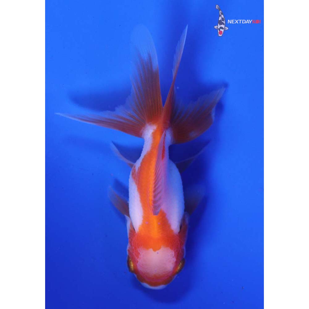 3.5” Imported Red and White Oranda