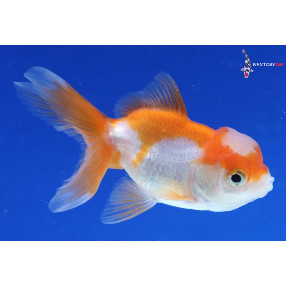 3.5” Imported Red and White Oranda