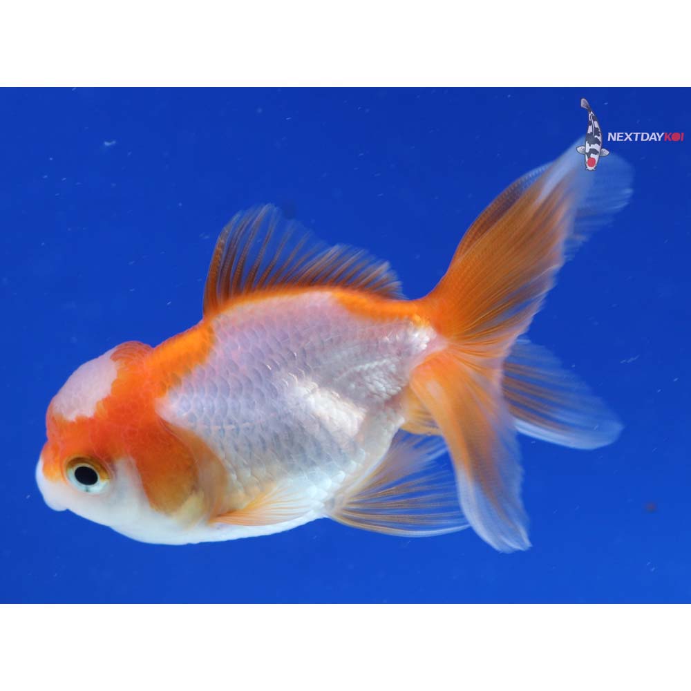 3.5” Imported Red and White Oranda