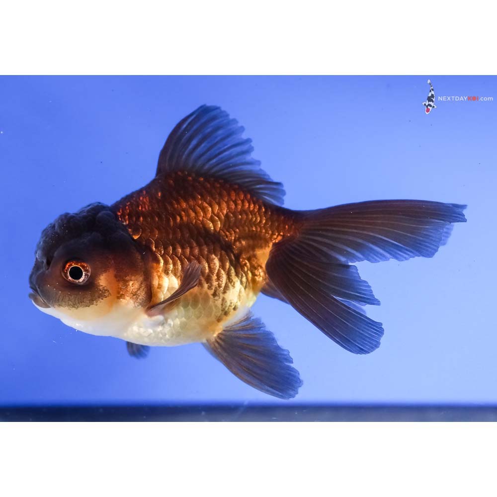 4.5” Imported Red and Black Oranda