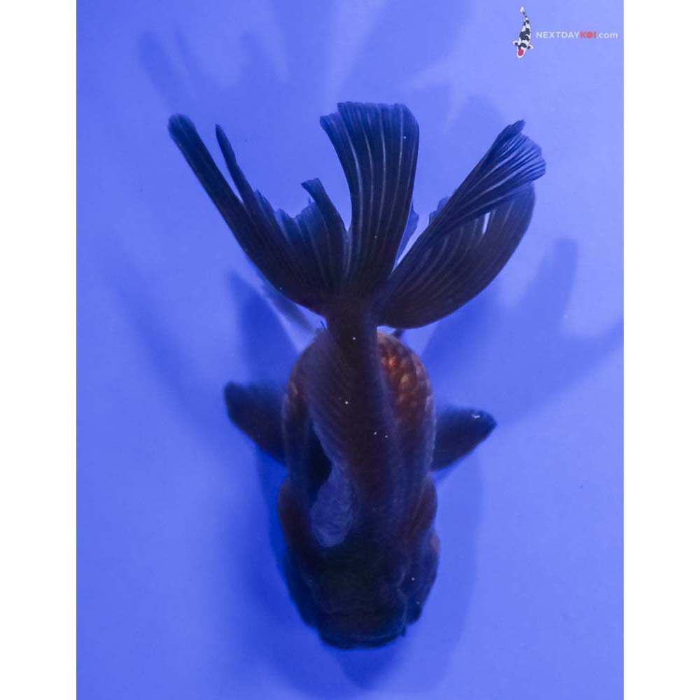 4.5” Imported Red and Black Oranda