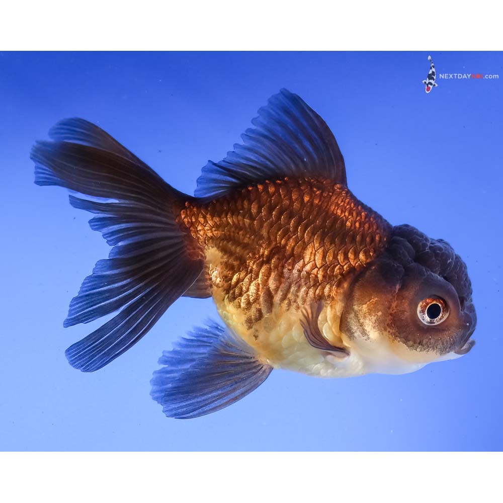 4.5” Imported Red and Black Oranda
