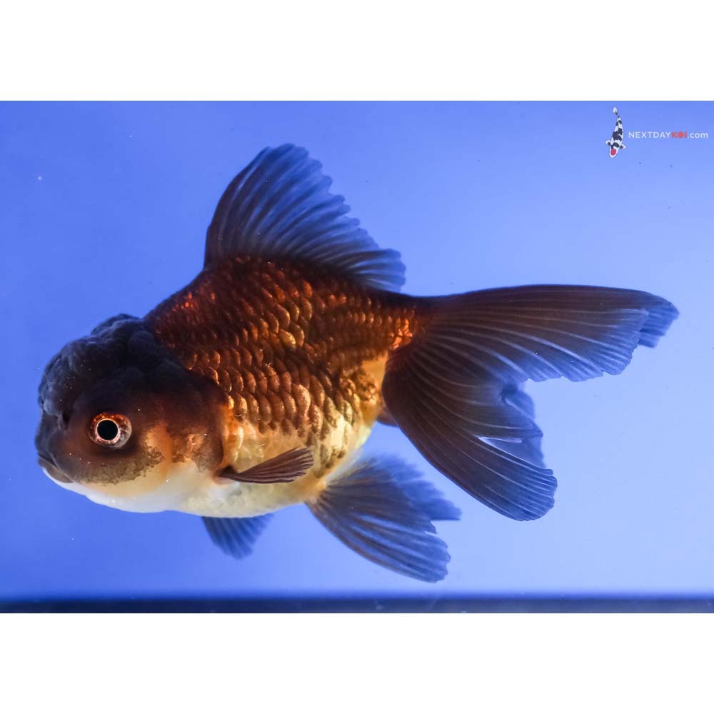 4.5” Imported Red and Black Oranda