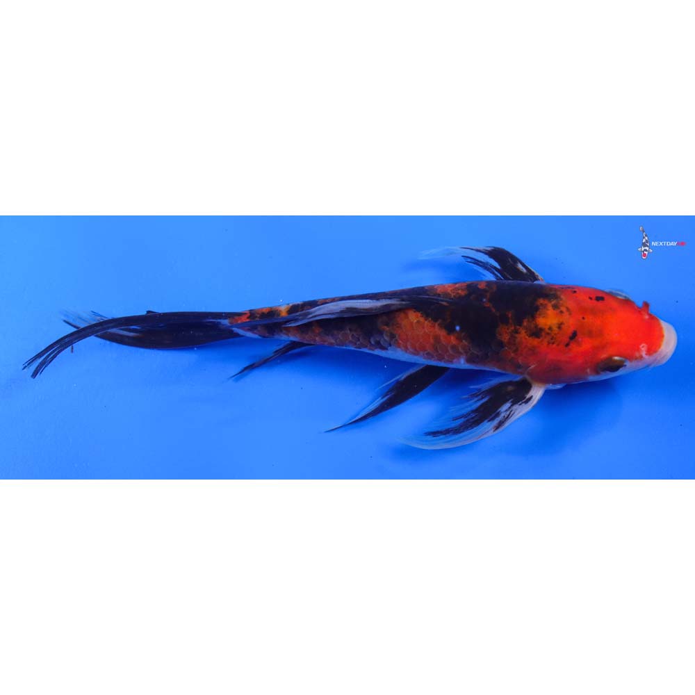 7” Imported Sanke Butterfly Koi