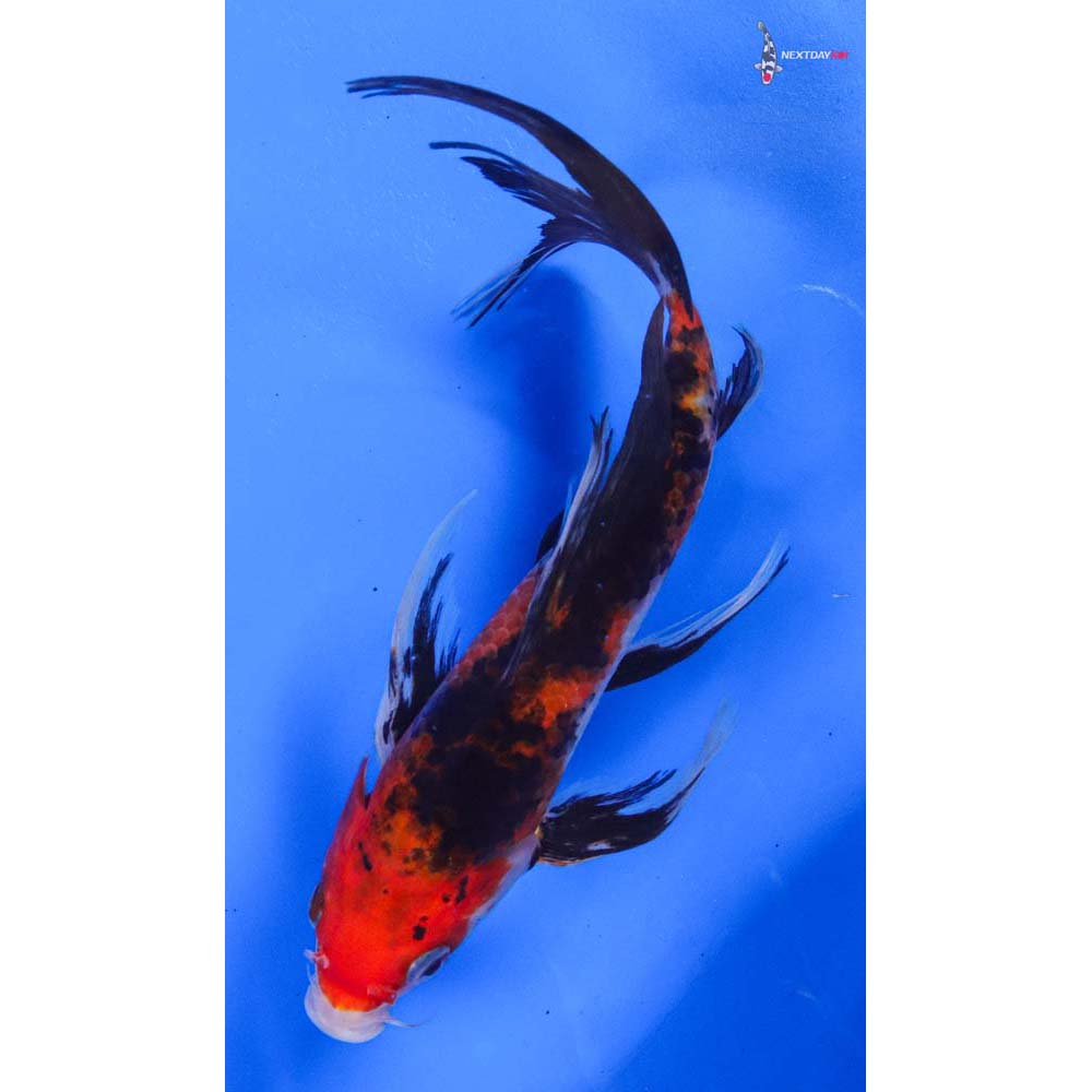 7” Imported Sanke Butterfly Koi