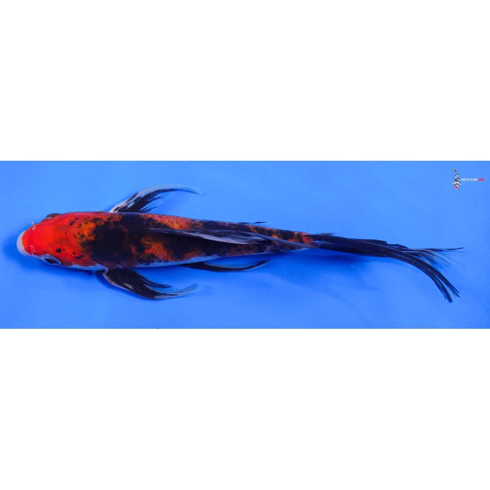7” Imported Sanke Butterfly Koi