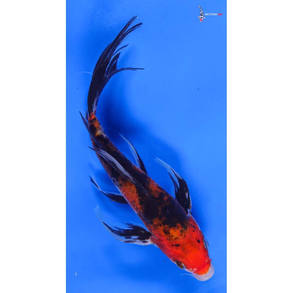 7” Imported Sanke Butterfly Koi