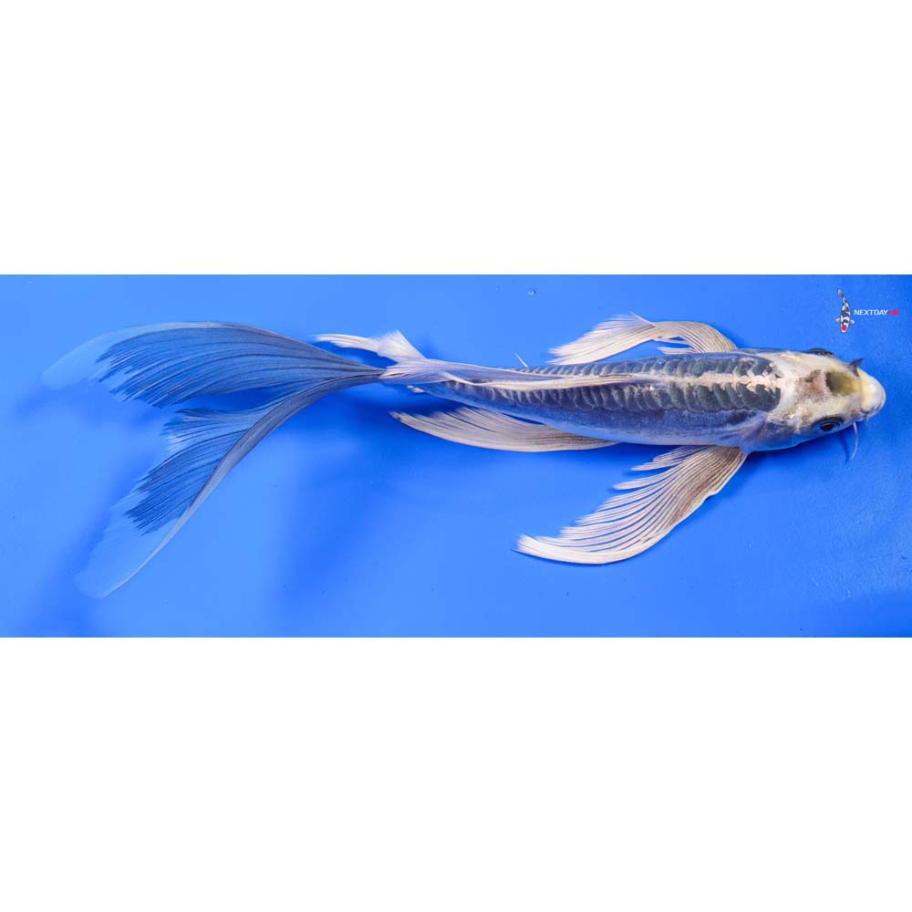 10” Imported Kikokuryu Butterfly Koi