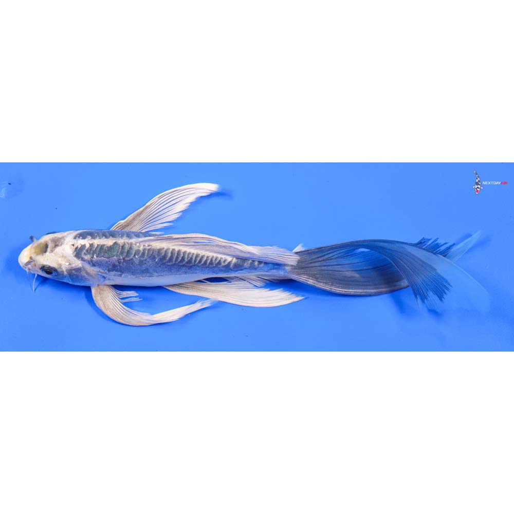 10” Imported Kikokuryu Butterfly Koi