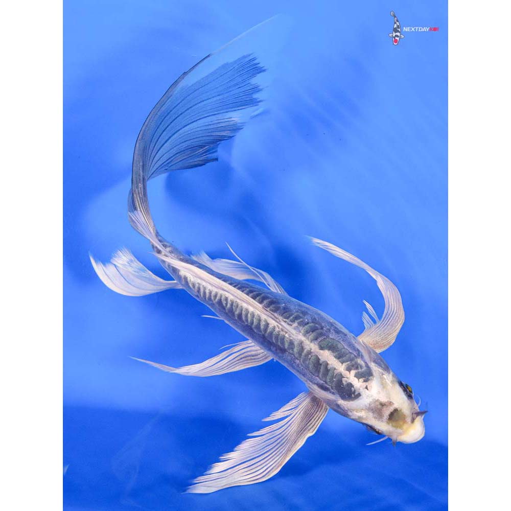 10” Imported Kikokuryu Butterfly Koi