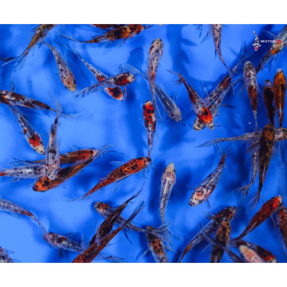 4-5” Imported Premium Longtail Shubunkin Goldfish - Image 8