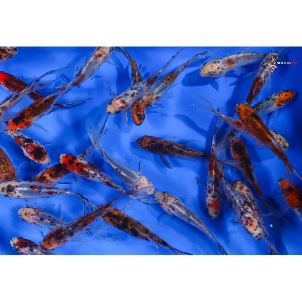 4-5” Imported Premium Longtail Shubunkin Goldfish - Image 6