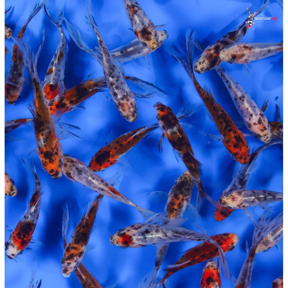 4-5” Imported Premium Longtail Shubunkin Goldfish - Image 4