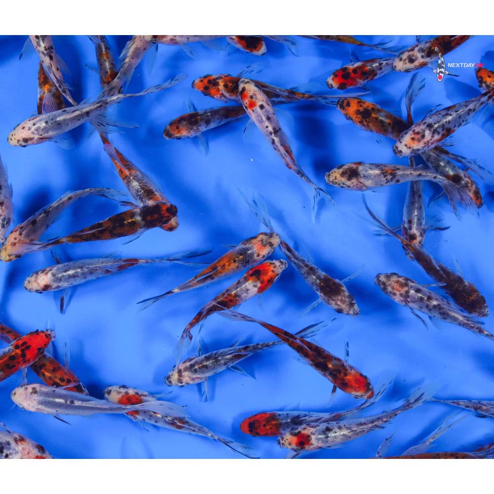 4-5” Imported Premium Longtail Shubunkin Goldfish - Image 2