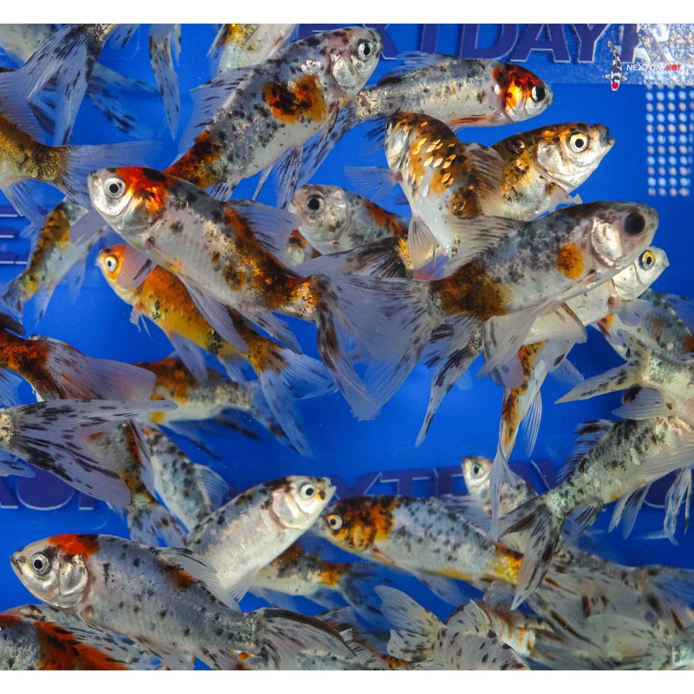 4-5” Imported Premium Longtail Shubunkin Goldfish - Image 9