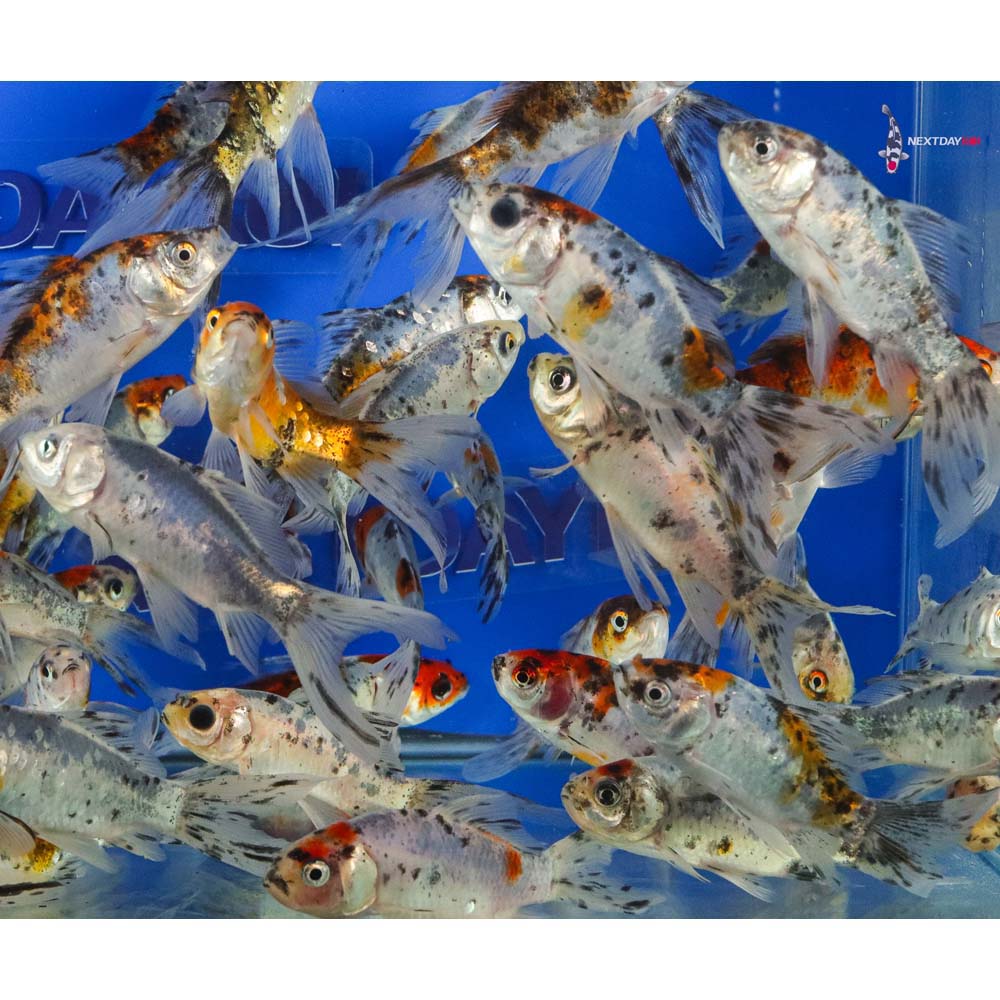 4-5” Imported Premium Longtail Shubunkin Goldfish - Image 7
