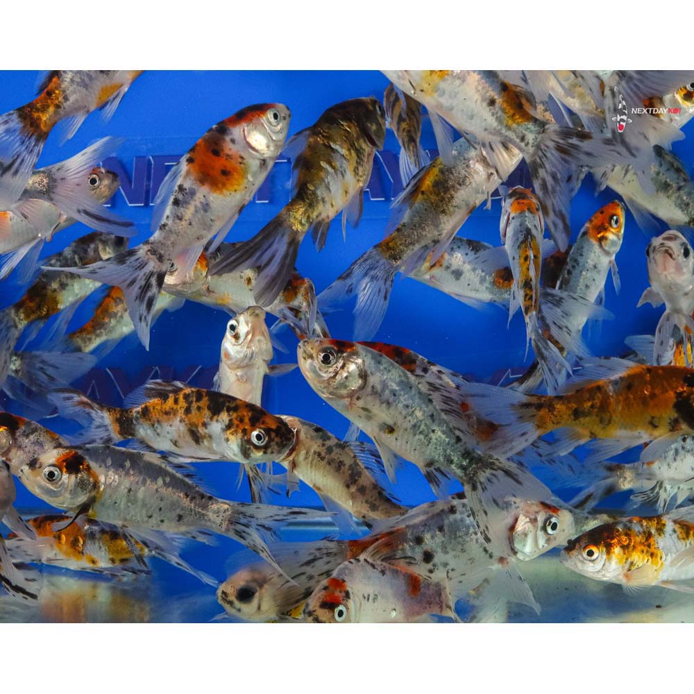 4-5” Imported Premium Longtail Shubunkin Goldfish - Image 5