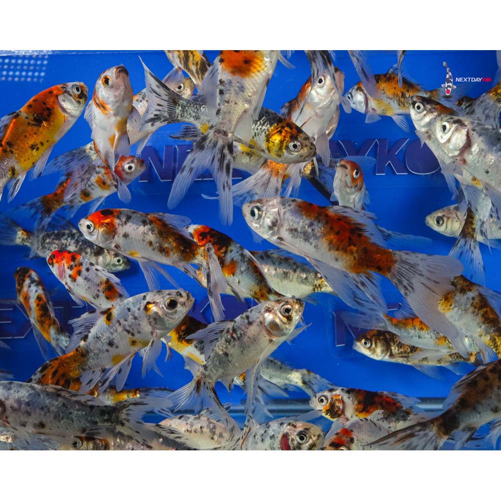 4-5” Imported Premium Longtail Shubunkin Goldfish