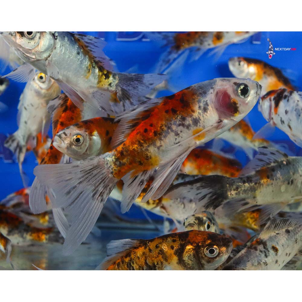 4-5” Imported Premium Longtail Shubunkin Goldfish - Image 3