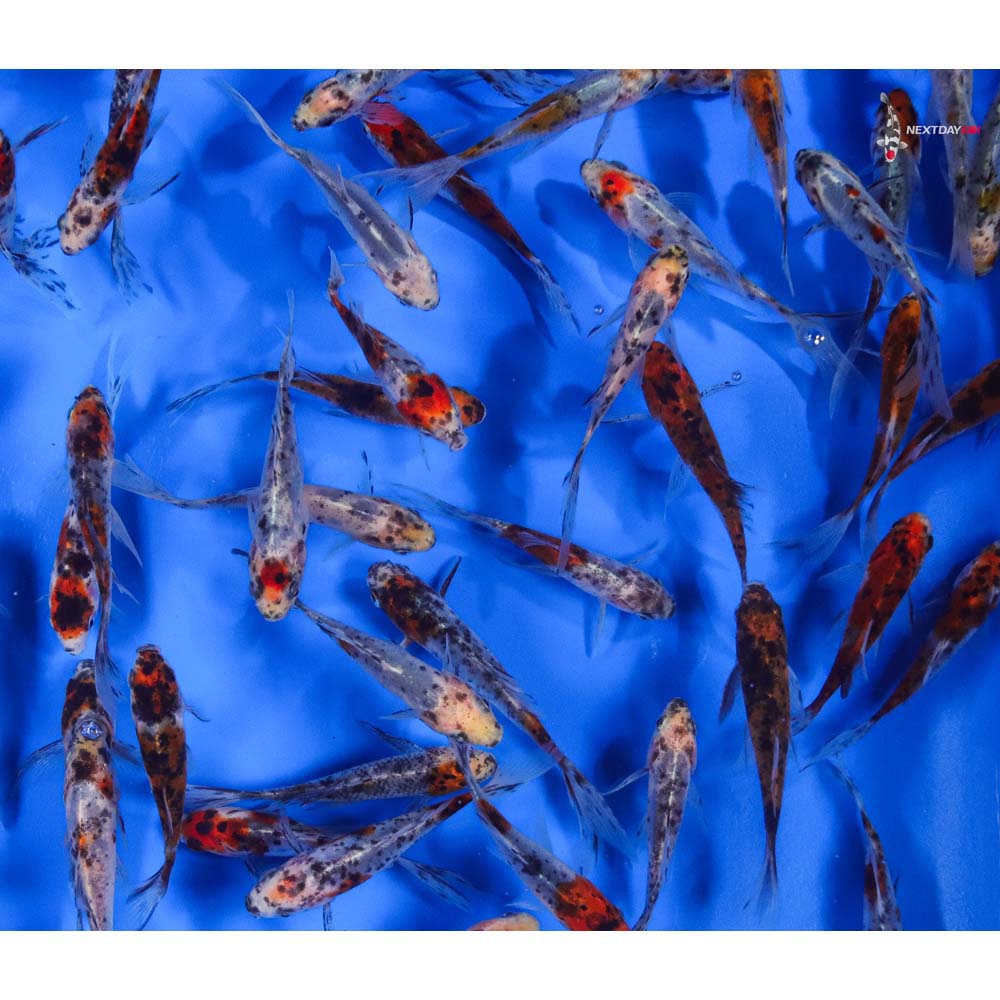 4-5” Imported Premium Longtail Shubunkin Goldfish - Image 10