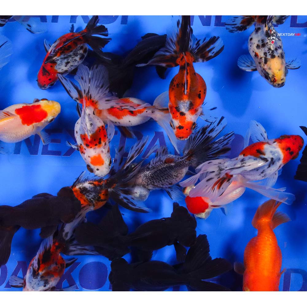 4-5" Imported Mixed Premium Fancy Goldfish