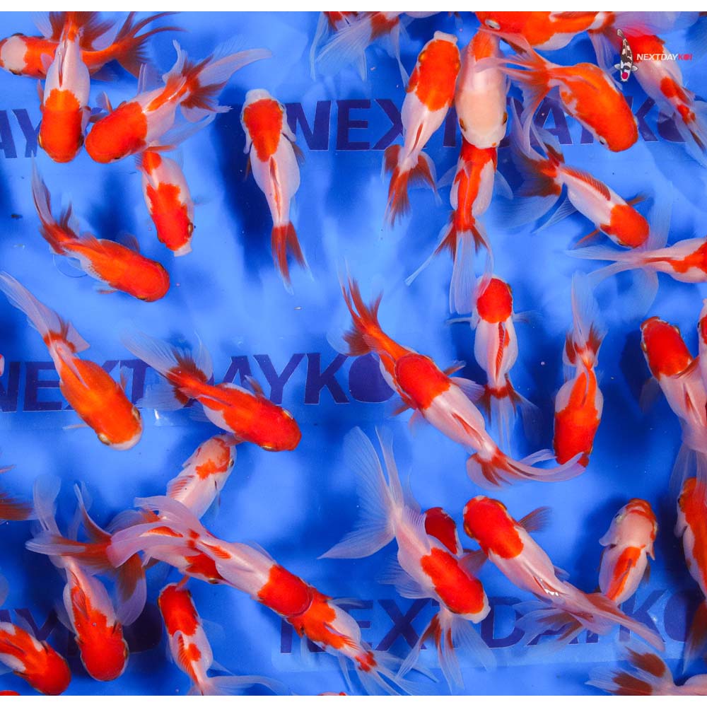 3-3.5" Imported Red and White Oranda Goldfish - Image 10