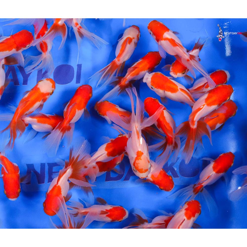 3-3.5" Imported Red and White Oranda Goldfish - Image 8