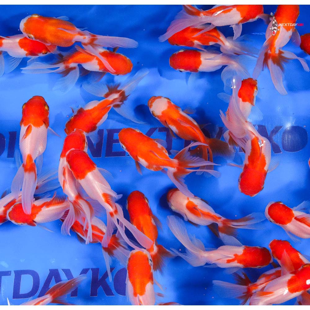 3-3.5" Imported Red and White Oranda Goldfish - Image 6