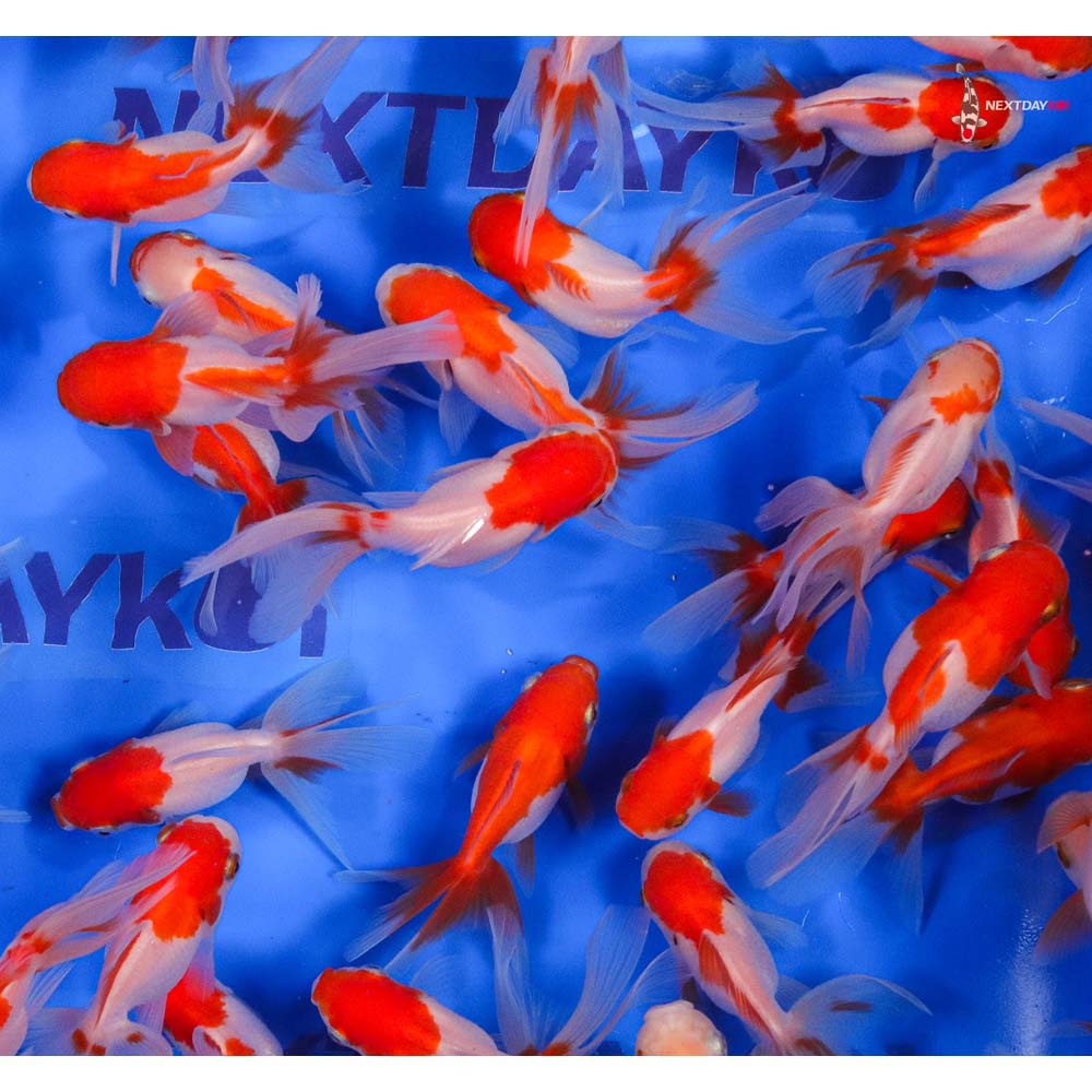 3-3.5" Imported Red and White Oranda Goldfish - Image 4