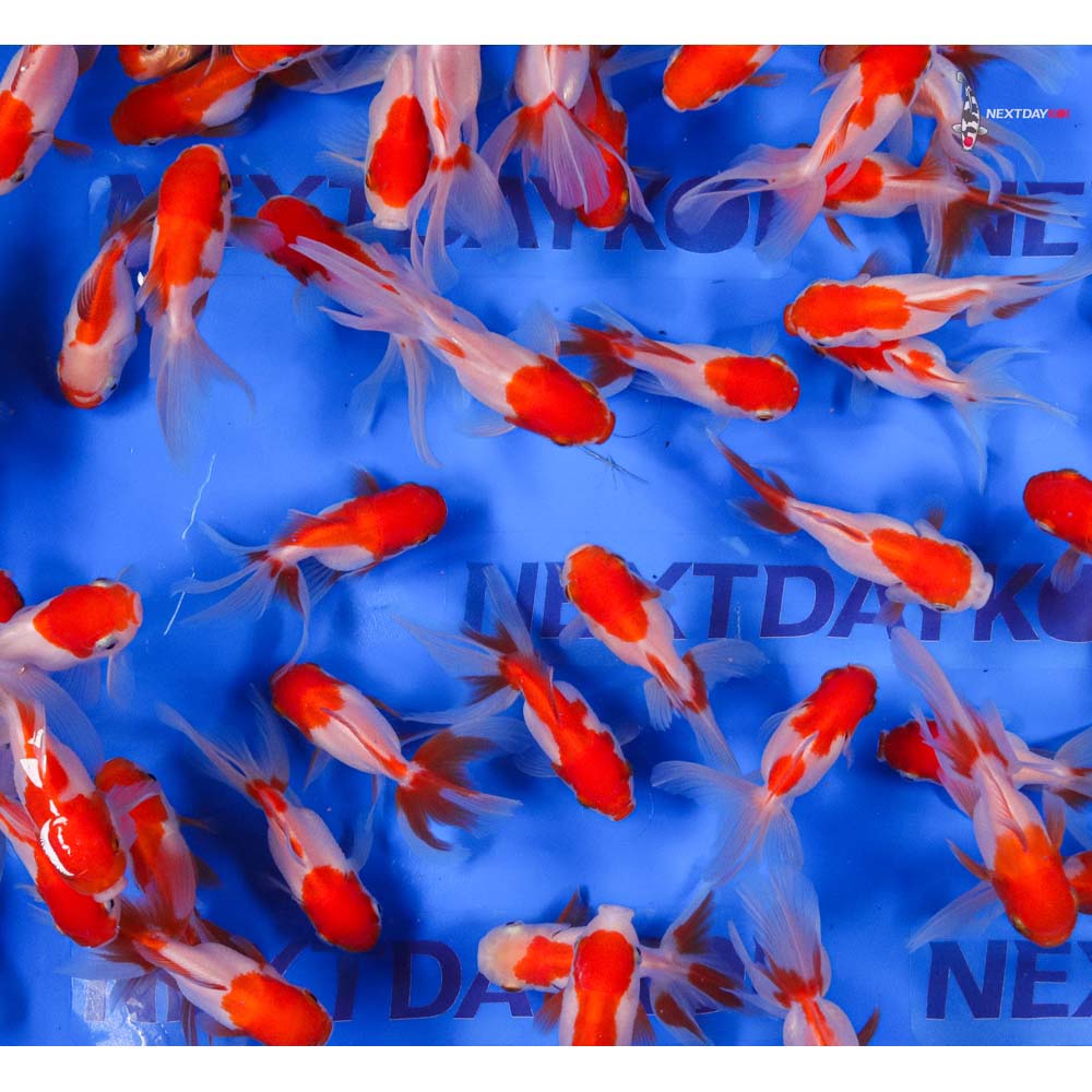 3-3.5" Imported Red and White Oranda Goldfish - Image 2