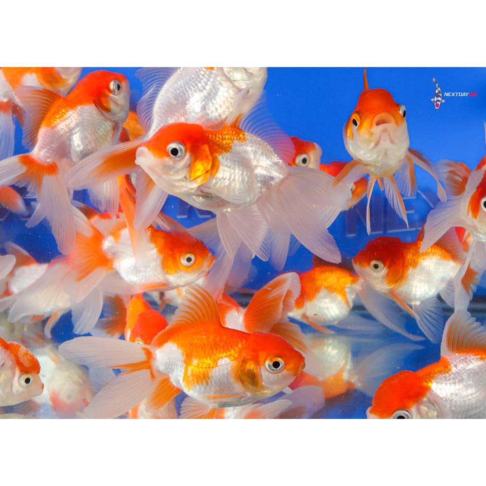 3-3.5" Imported Red and White Oranda Goldfish - Image 11