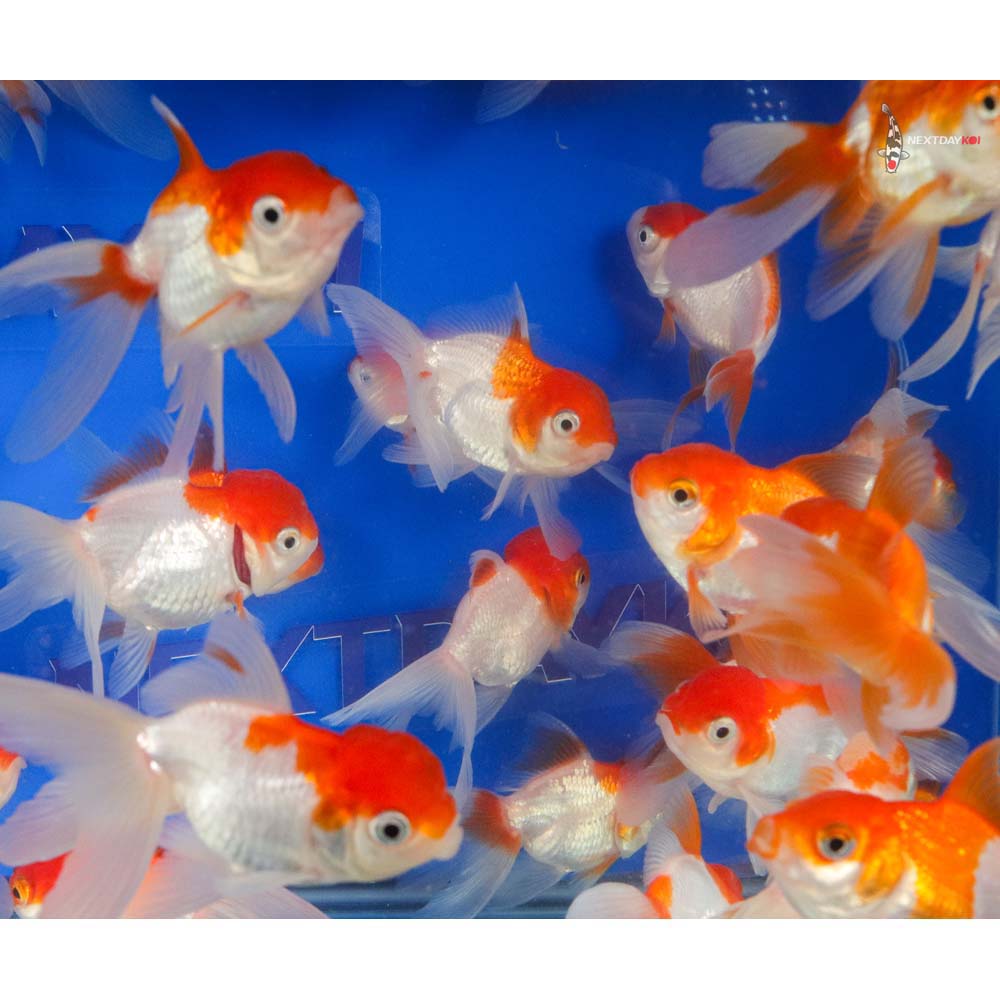 3-3.5" Imported Red and White Oranda Goldfish - Image 9