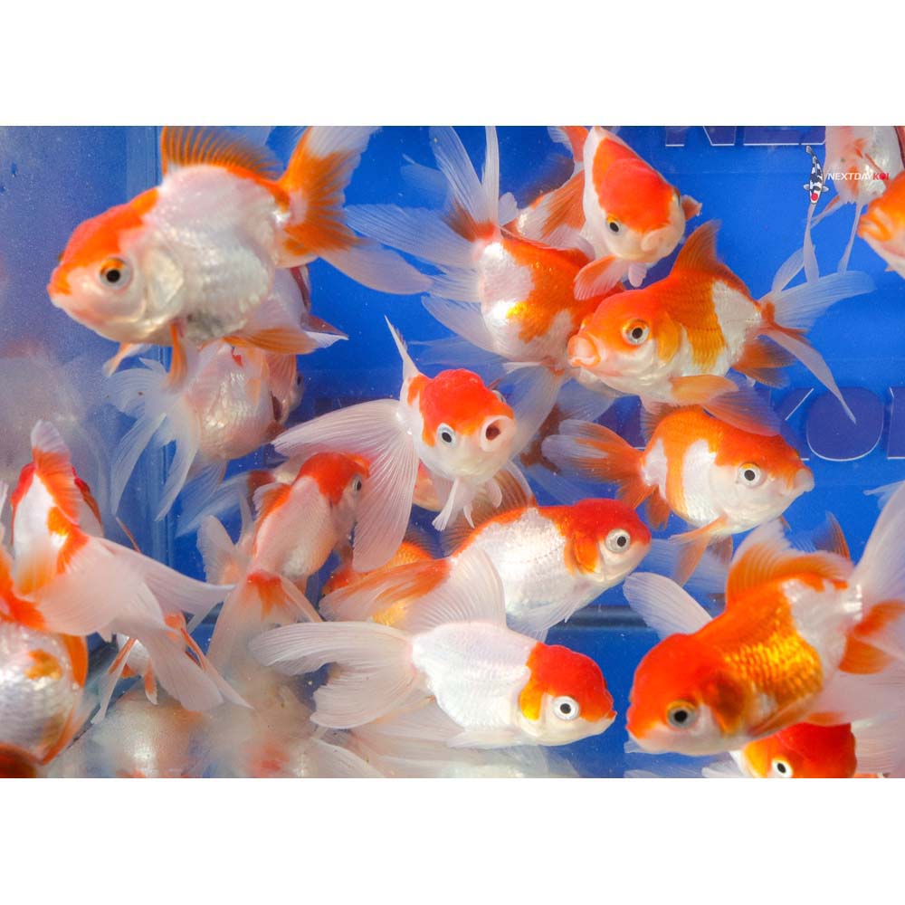 3-3.5" Imported Red and White Oranda Goldfish - Image 7