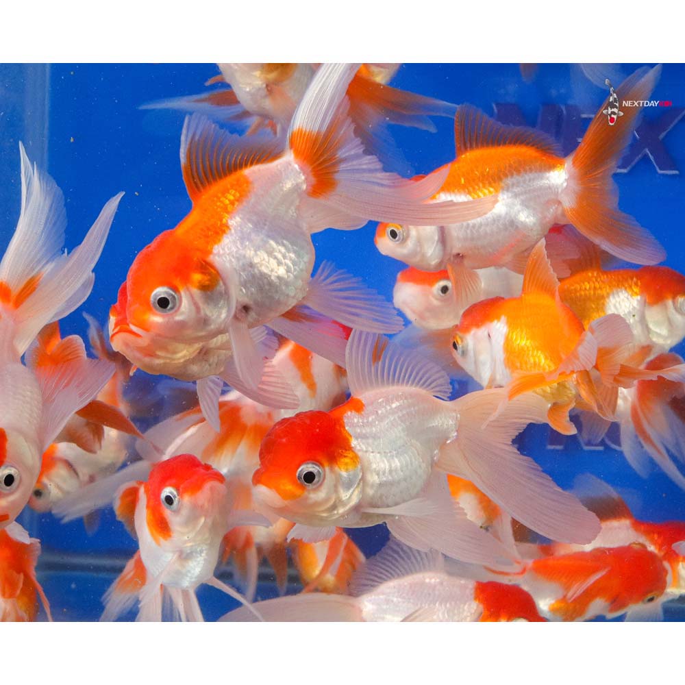 3-3.5" Imported Red and White Oranda Goldfish - Image 5