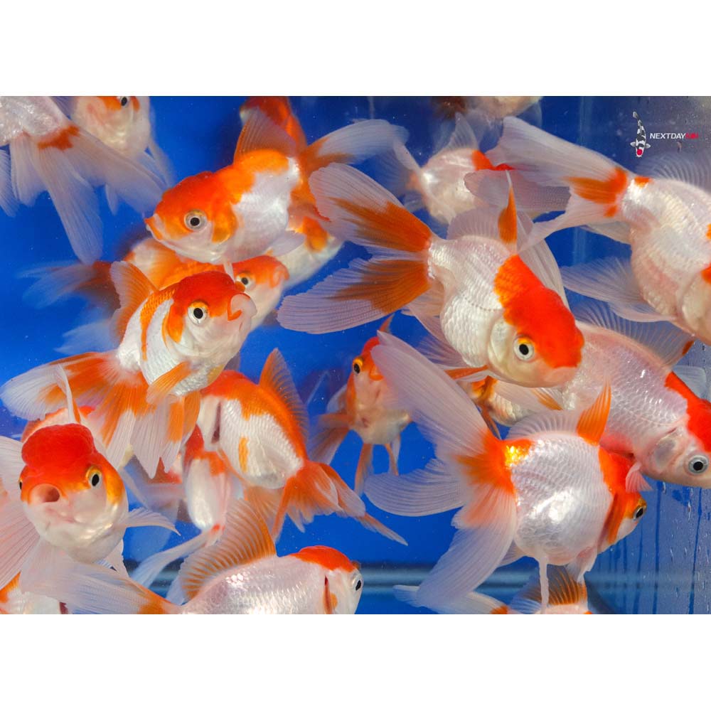 3-3.5" Imported Red and White Oranda Goldfish - Image 3