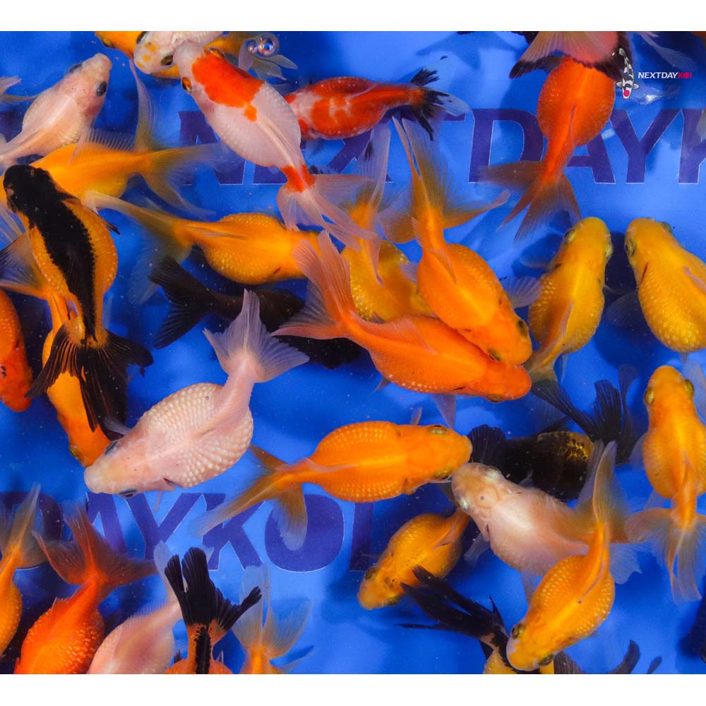Alternative view of 2-2.5" Imported Mixed Pearlscale Goldfish